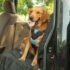 Bergan Dog Auto Harness Black And Blue Medium