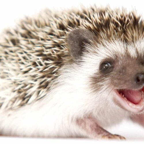 Cute baby hedgehog scaled