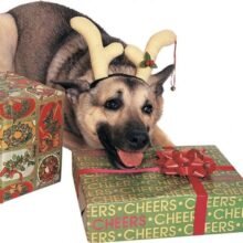 082686004329 2 1.jpg